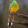 A wild Red-rumped Parrot perches on a branch