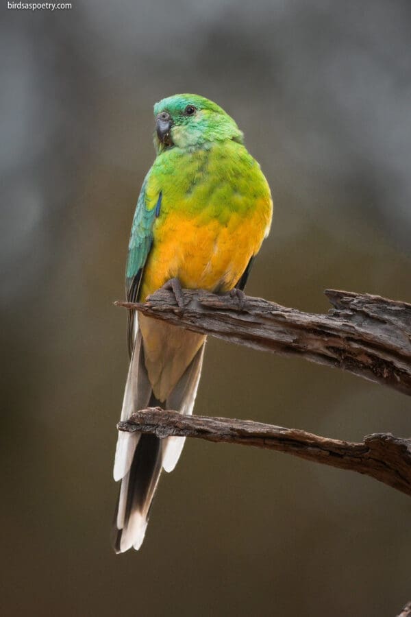 A wild Red-rumped Parrot perches on a branch