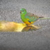 A wild male Red-rumped Parrot stands near a pool lit by the sun