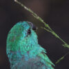 A wild male Red-rumped Parrot feeds on seeds