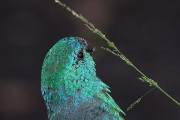 A wild male Red-rumped Parrot feeds on seeds