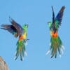 Wild Red-rumped Parrots take flight