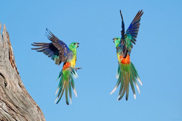 Wild Red-rumped Parrots take flight