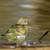 A wild female Red-rumped Parrot bathes in a pool