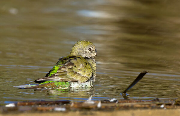 A wild female Red-rumped Parrot bathes in a pool