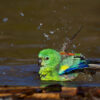A wild male Red-rumped Parrot bathes in a pool