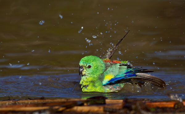 A wild male Red-rumped Parrot bathes in a pool