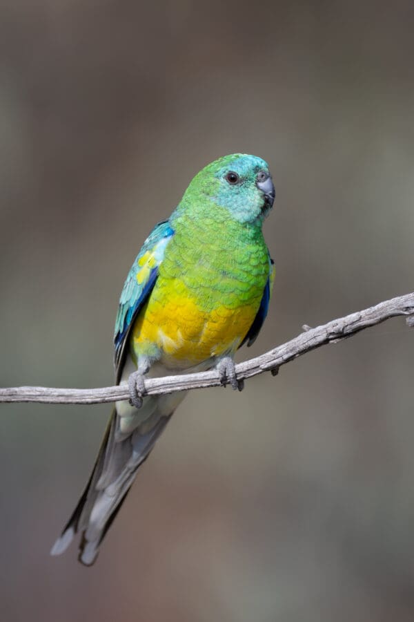 A wild Red-rumped Parrot perches on a twig