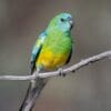 A wild Red-rumped Parrot perches on a twig