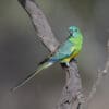 © Corey Raffel A wild Red-rumped Parrot perches on a branch