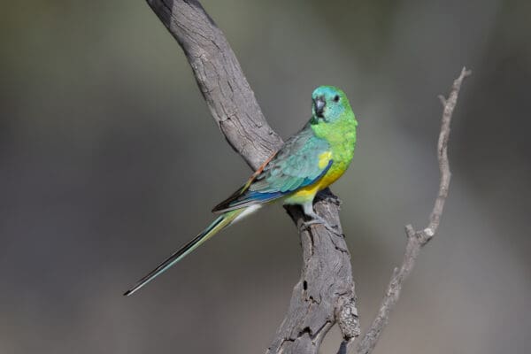 A wild Red-rumped Parrot perches on a branch