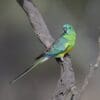 A wild Red-rumped Parrot perches on a branch