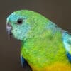 A closeup of a wild Red-rumped Parrot