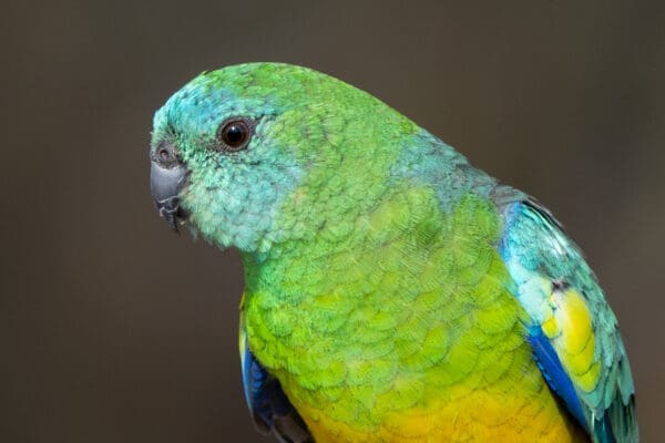 A closeup of a wild Red-rumped Parrot