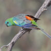 © Corey Raffel A wild Red-rumped Parrot perches on a branch