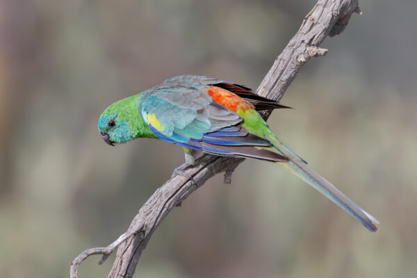 A wild Red-rumped Parrot perches on a branch