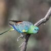 © Corey Raffel A wild Red-rumped Parrot about to take flight
