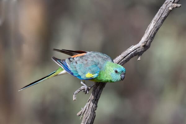 A wild Red-rumped Parrot about to take flight