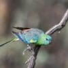 A wild Red-rumped Parrot about to take flight