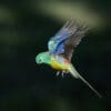 A wild Red-rumped Parrot in flight