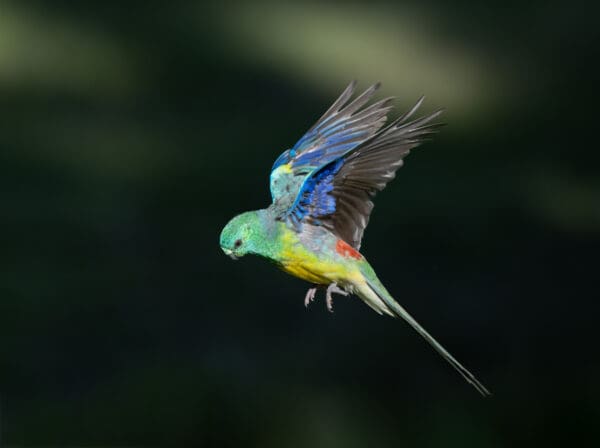 A wild Red-rumped Parrot in flight