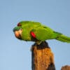 A wild Red-shouldered Macaw perches atop a stump