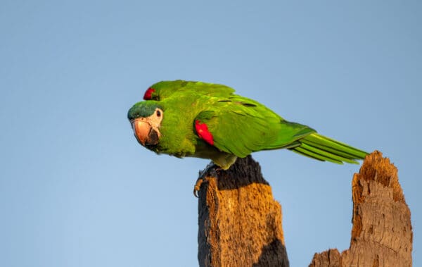 A wild Red-shouldered Macaw perches atop a stump