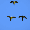 Wild Red-shouldered Macaws in flight