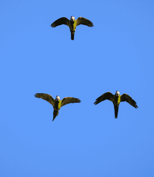 Wild Red-shouldered Macaws in flight