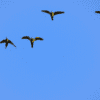 Wild Red-shouldered Macaws in flight