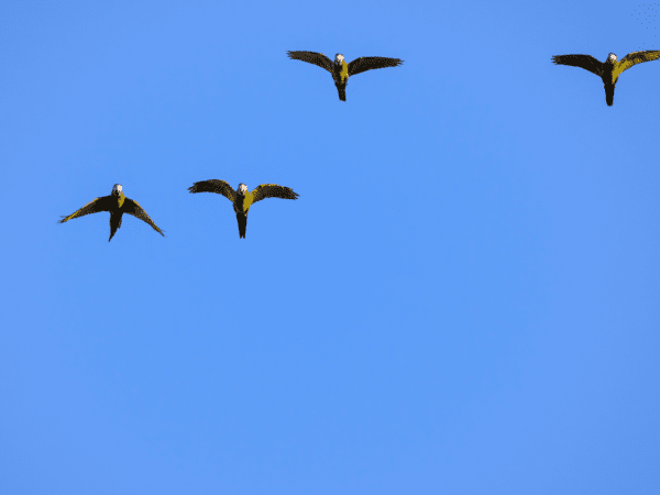 Wild Red-shouldered Macaws in flight