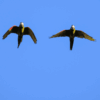 Wild Red-shouldered Macaws in flight