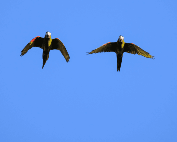 Wild Red-shouldered Macaws in flight