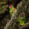 A wild Red-spectacled Amazon clings to a mossy branch