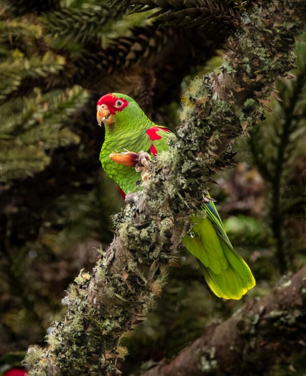 A wild Red-spectacled Amazon clings to a mossy branch