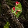 A wild Red-spectacled Amazon clings to a branch