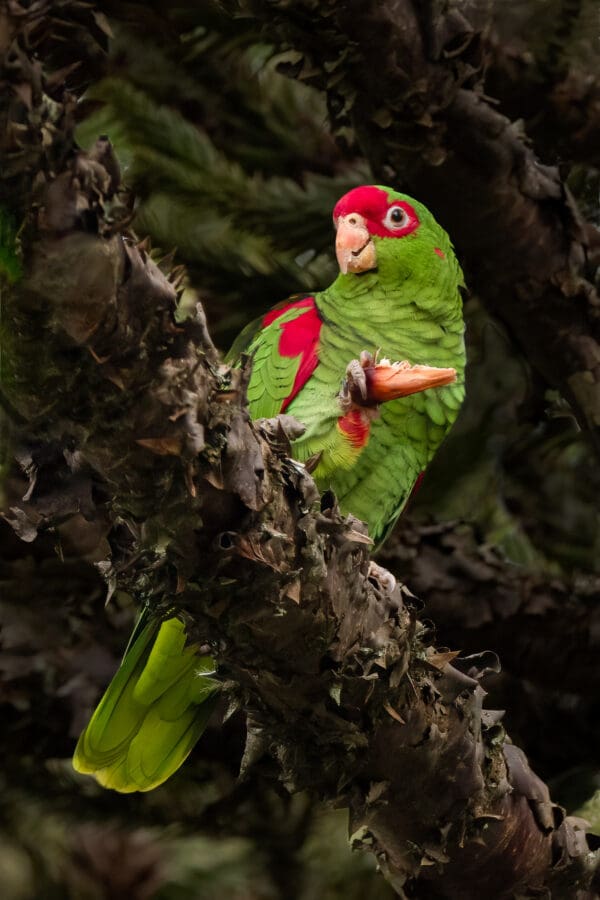 A wild Red-spectacled Amazon clings to a branch