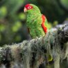 A wild Red-spectacled Amazon perches on a mossy branch