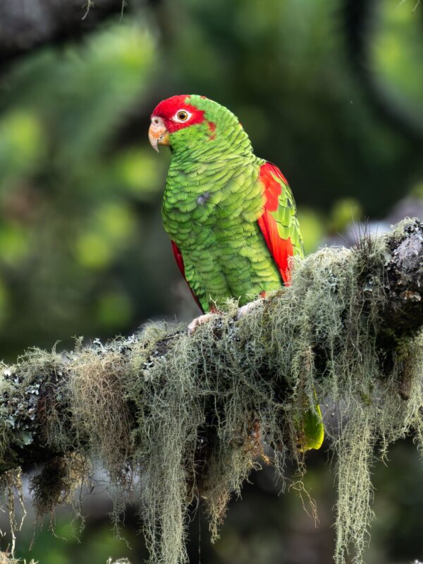 A wild Red-spectacled Amazon perches on a mossy branch