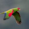 A wild Red-spectacled Amazon in flight