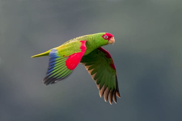 A wild Red-spectacled Amazon in flight