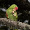 A wild Red-spectacled Amazon feeds