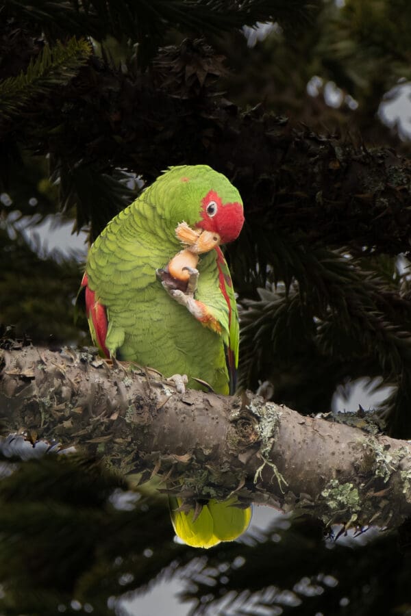 A wild Red-spectacled Amazon feeds