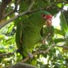 A Red-spectacled Amazon balances on one foot