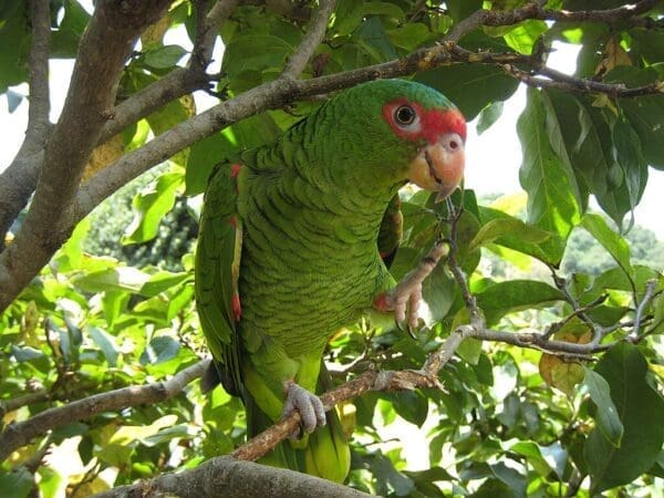 A Red-spectacled Amazon balances on one foot