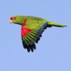 Wild Red-spectacled Amazon in flight