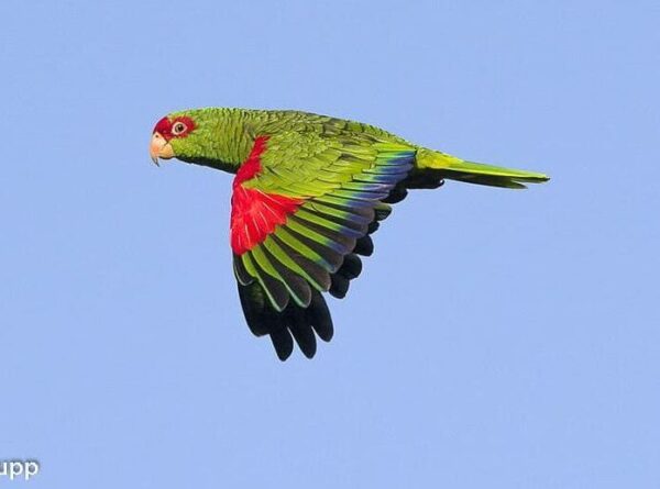 Wild Red-spectacled Amazon in flight
