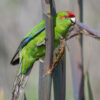 A wild Red-fronted Parakeet clings to a branch