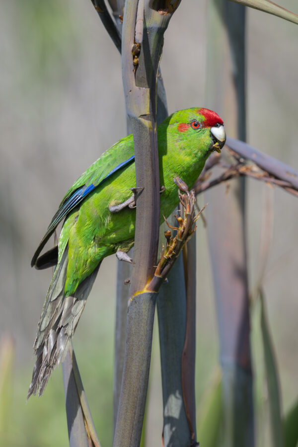 A wild Red-fronted Parakeet clings to a branch