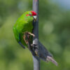 A wild Red-fronted Parakeet clings to a branch